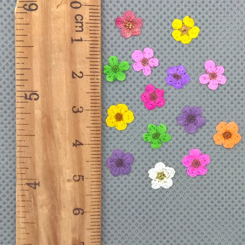 24pieces 0.6-1cm little Narcissus Natural Dried Flowers Pressed Herbarium Flower Decorative Crafts glass globe filler findings