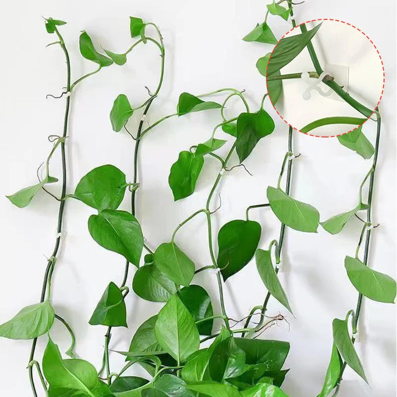 5-50Pcs Plant Climbing Wall Fixture Clips Rattan Clamp Fixator Self-Adhesive Vine Buckle Hook Invisible Vine Binding Clip