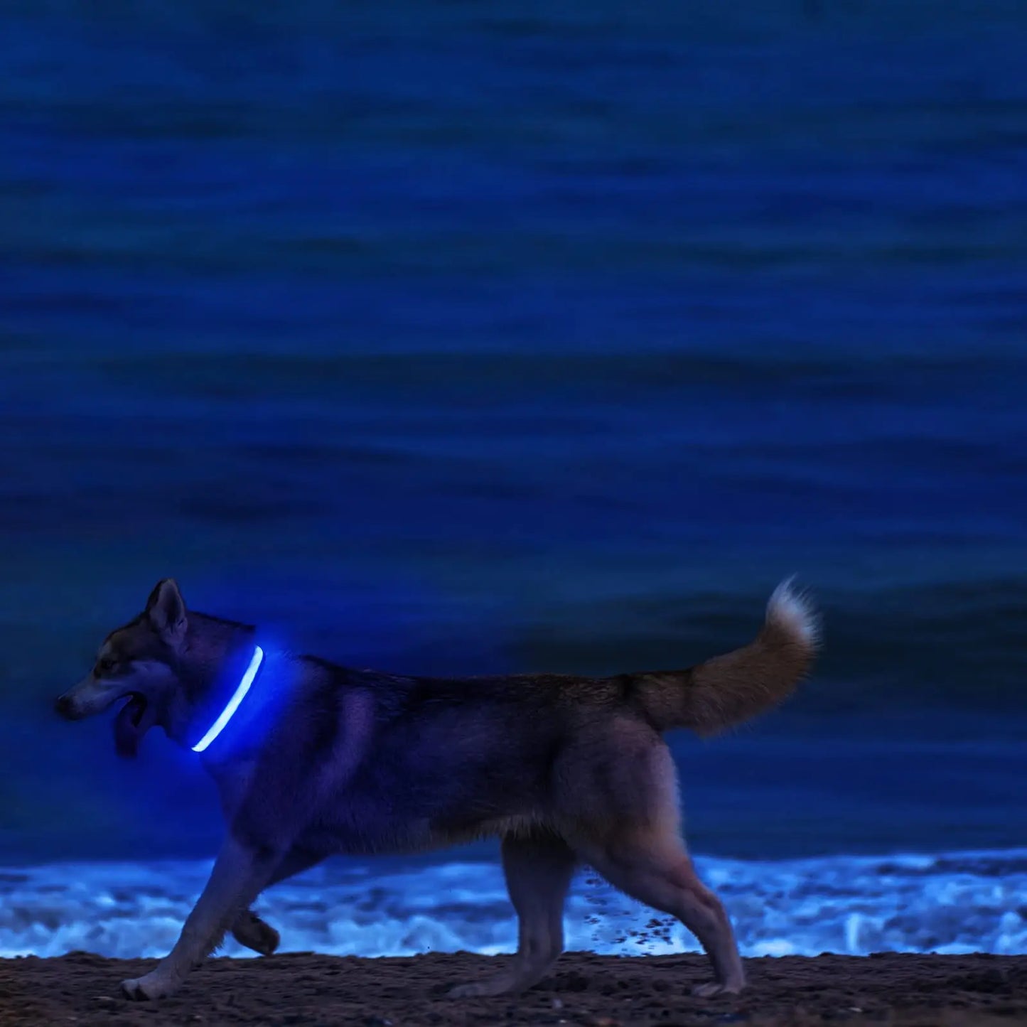 XS/M LED Dog Collar USB Rechargeable Light Up Dog Collar Lights Adjustable Soft Safety Night Light Flashing 3 modes Pet Supplies